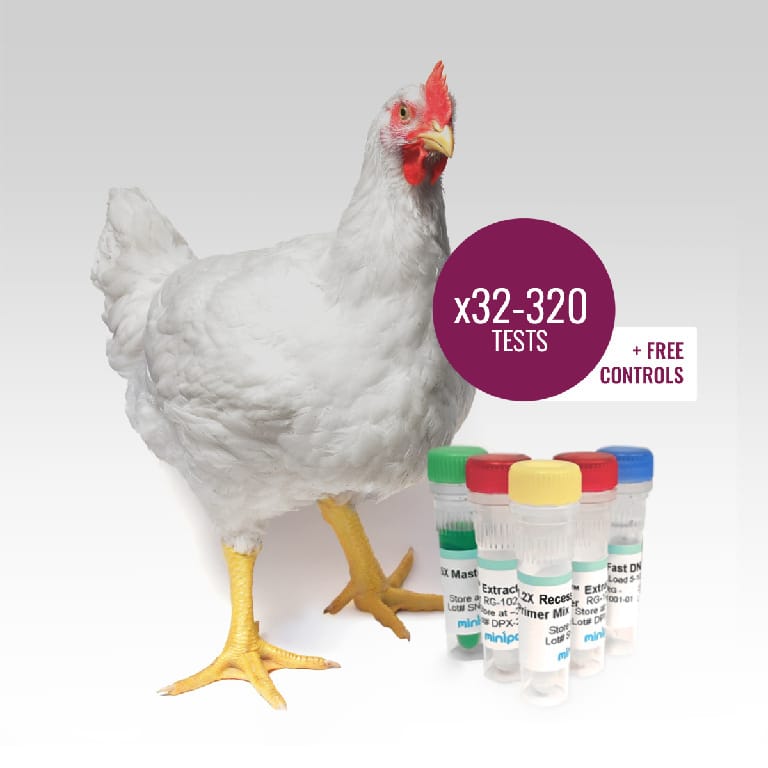 miniPCR® Recessive White Chicken DNA Test