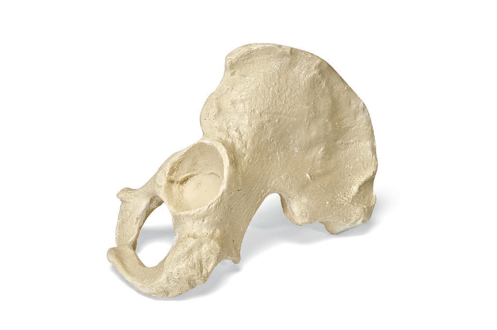 3B Scientific® ORTHOBones