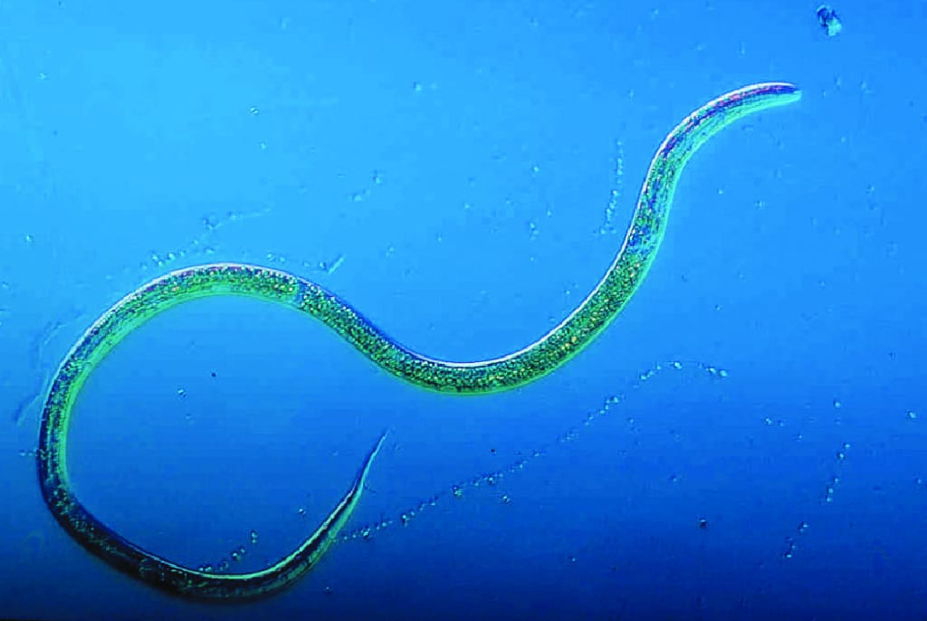 Ward's® Live Turbatrix aceti (Vinegar Eel) Culture