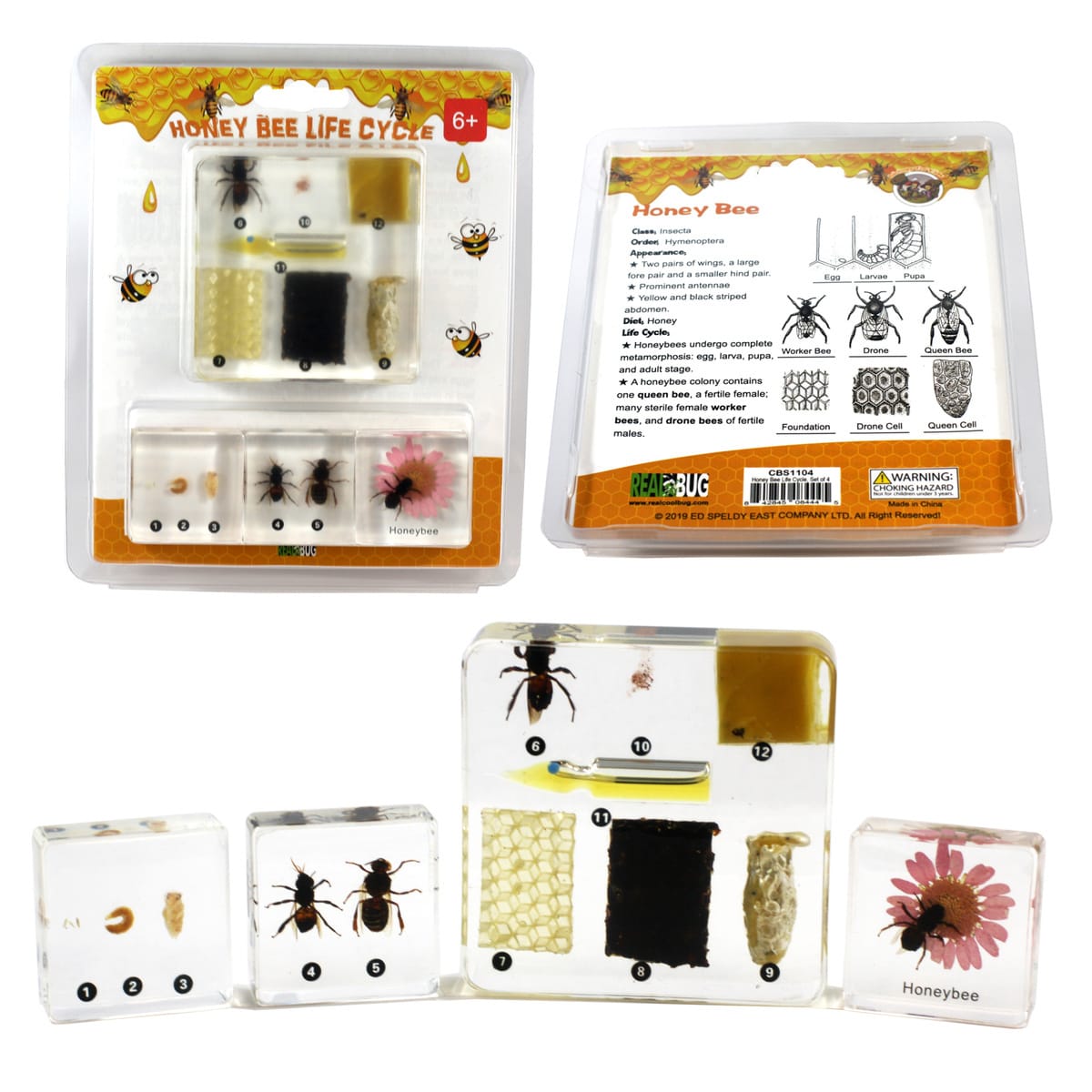 Honeybee Life Cycle Plastomount Set