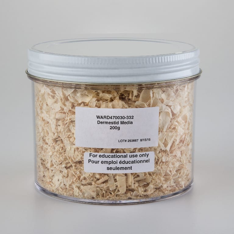 Ward's® Live Dermestid Beetles (Dermestes sp. )