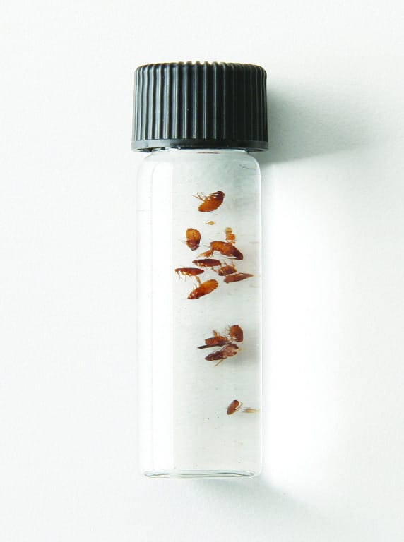 Preserved Cat or Dog Flea