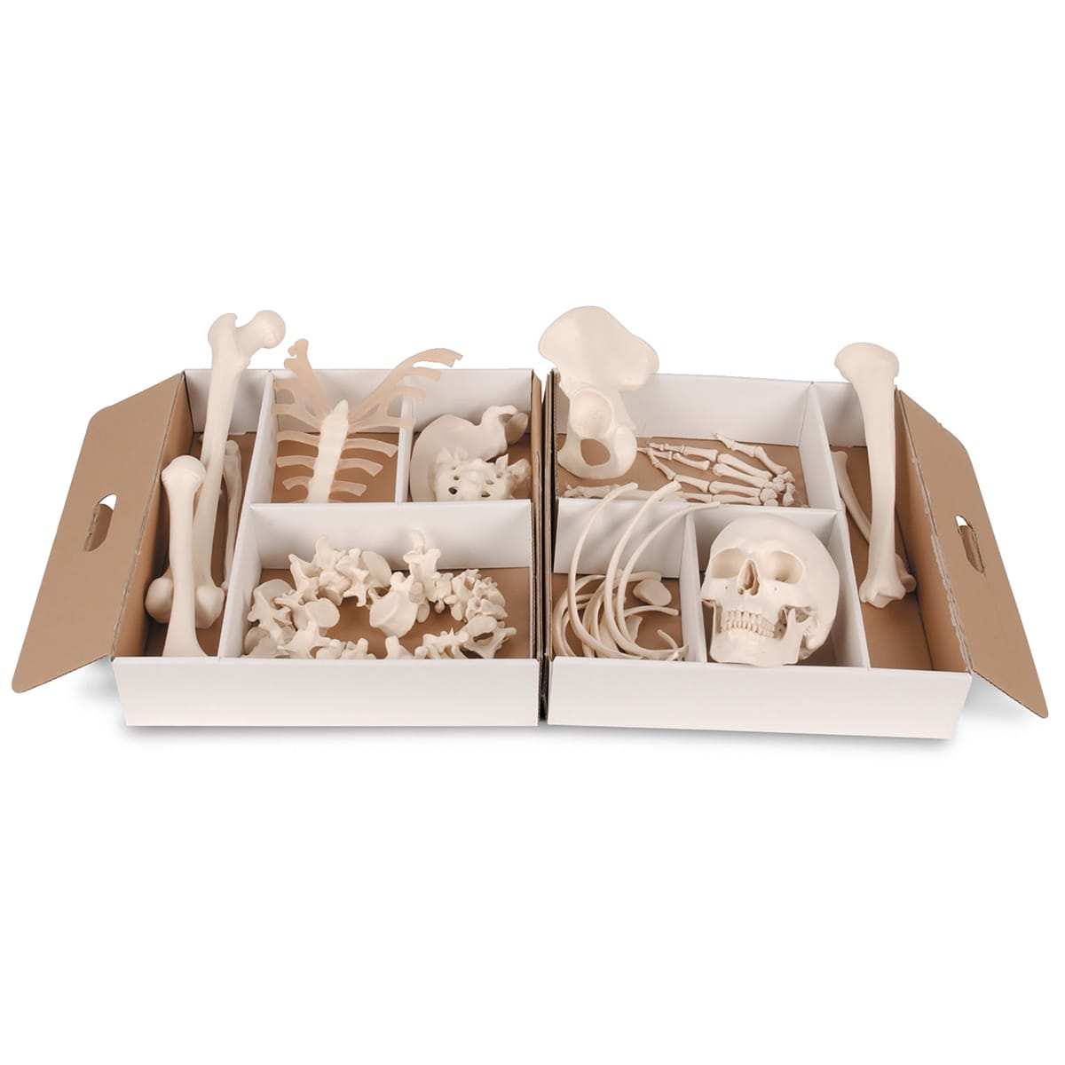 3B Scientific® Disarticulated Half Skeletons