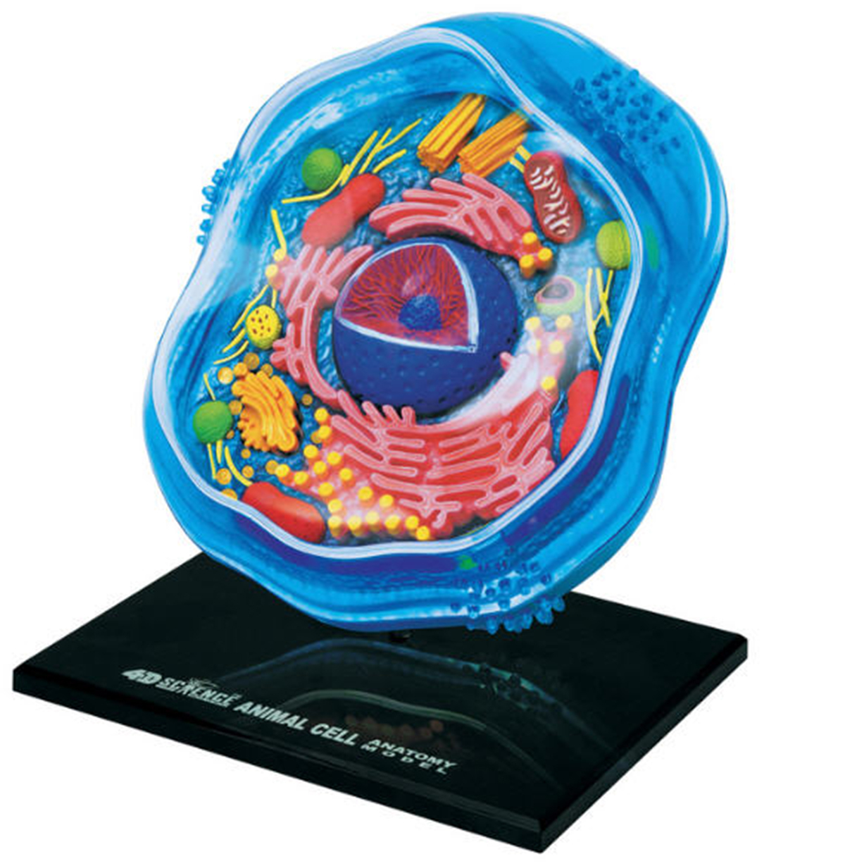 4D Anatomy Models