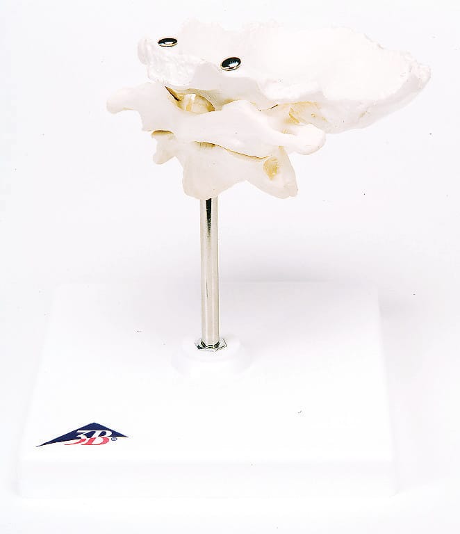 3B Scientific® Individual Bones