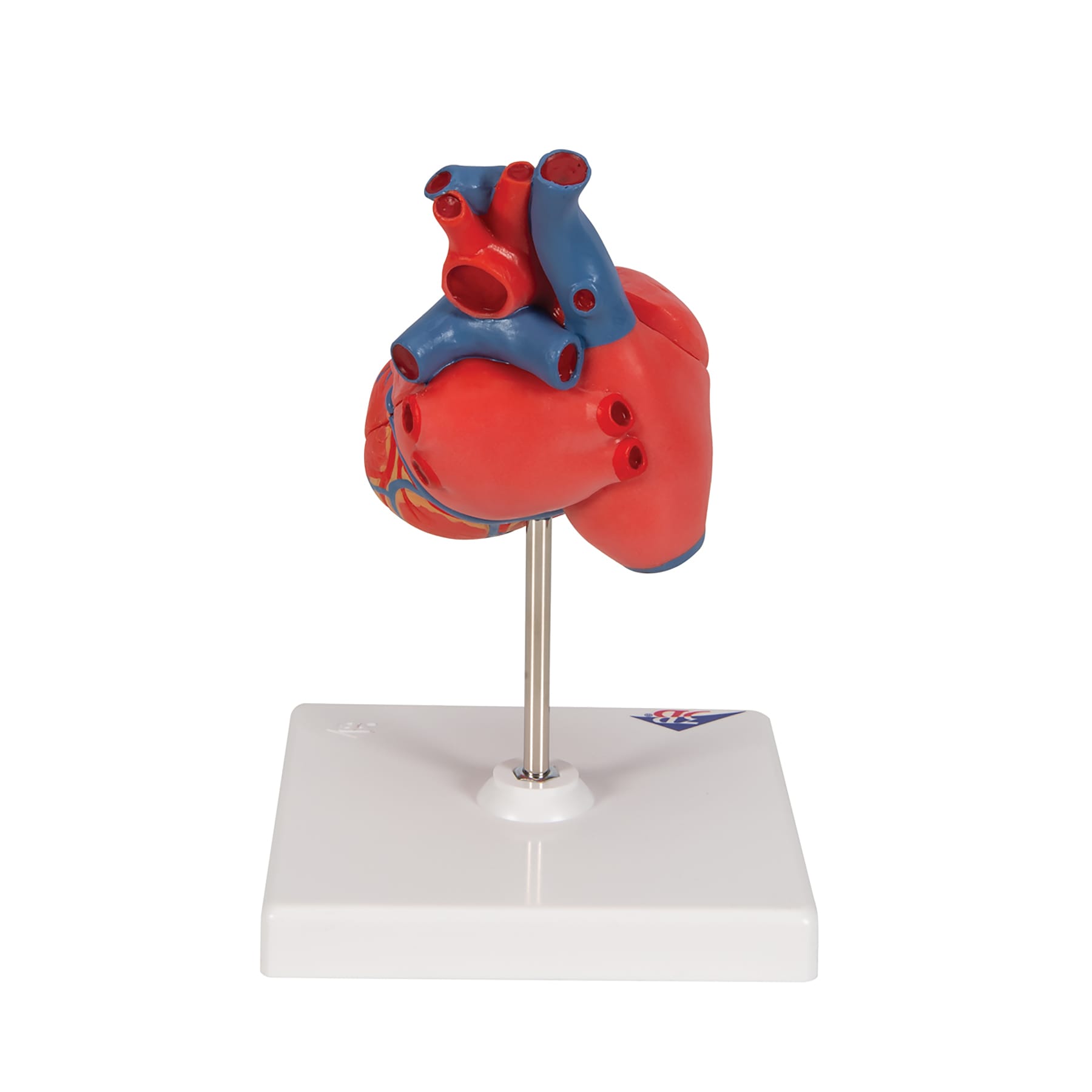 3B Scientific® Classic Heart Model