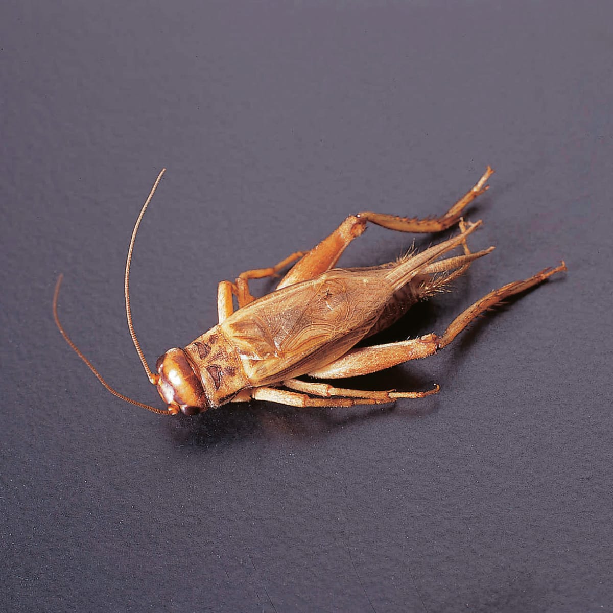 Ward's® Live Crickets: Pack of 12
