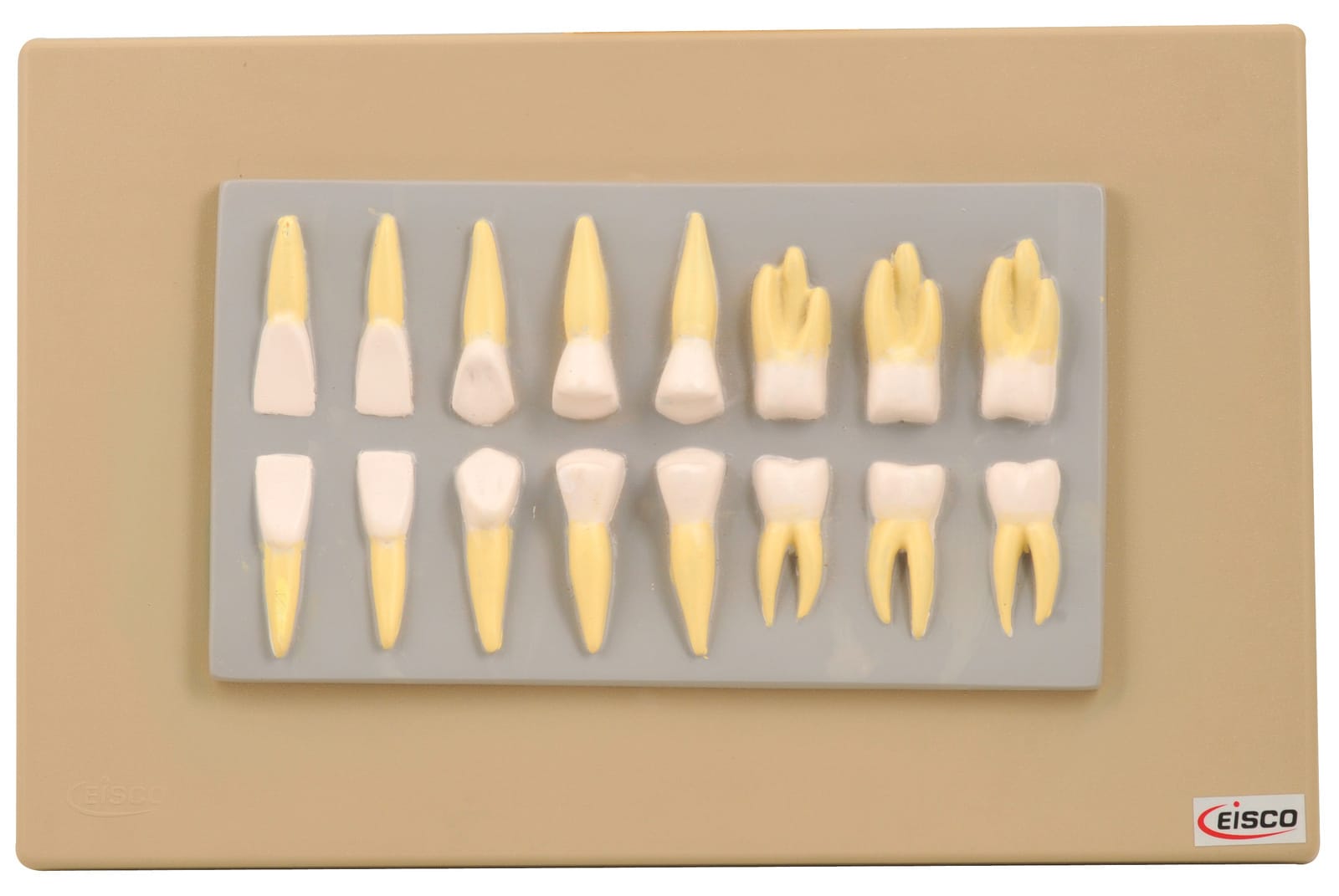 Eisco® Human Teeth Model