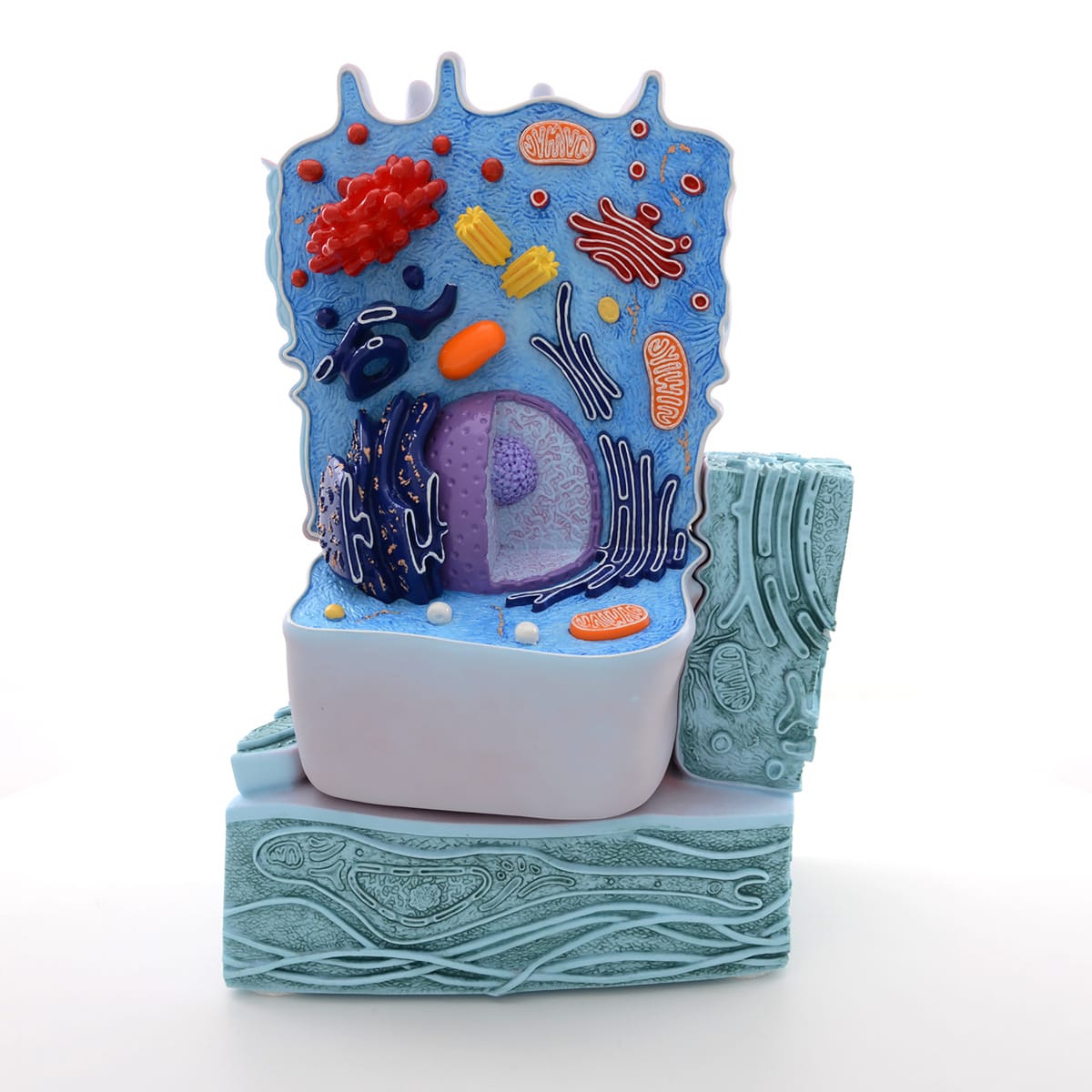 3B Scientific® Animal Cell Model