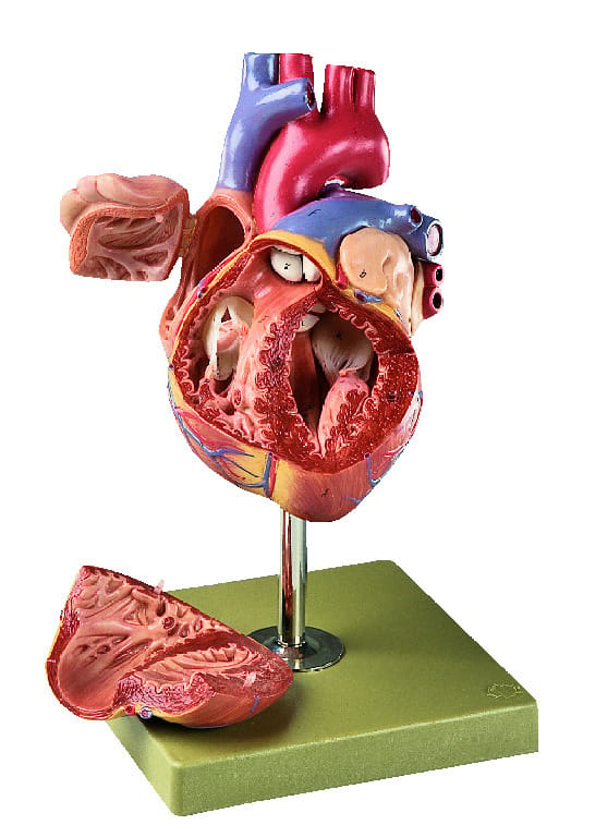 Somso® Twice Life-Size Heart Model