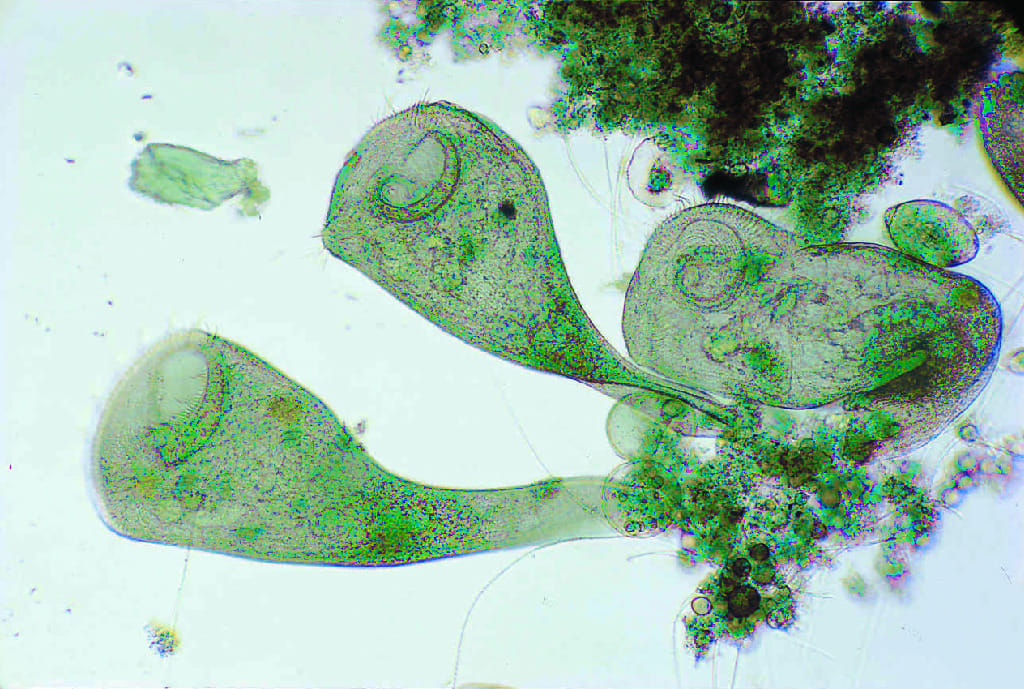 Ward's® Live Stentor coeruleus Culture