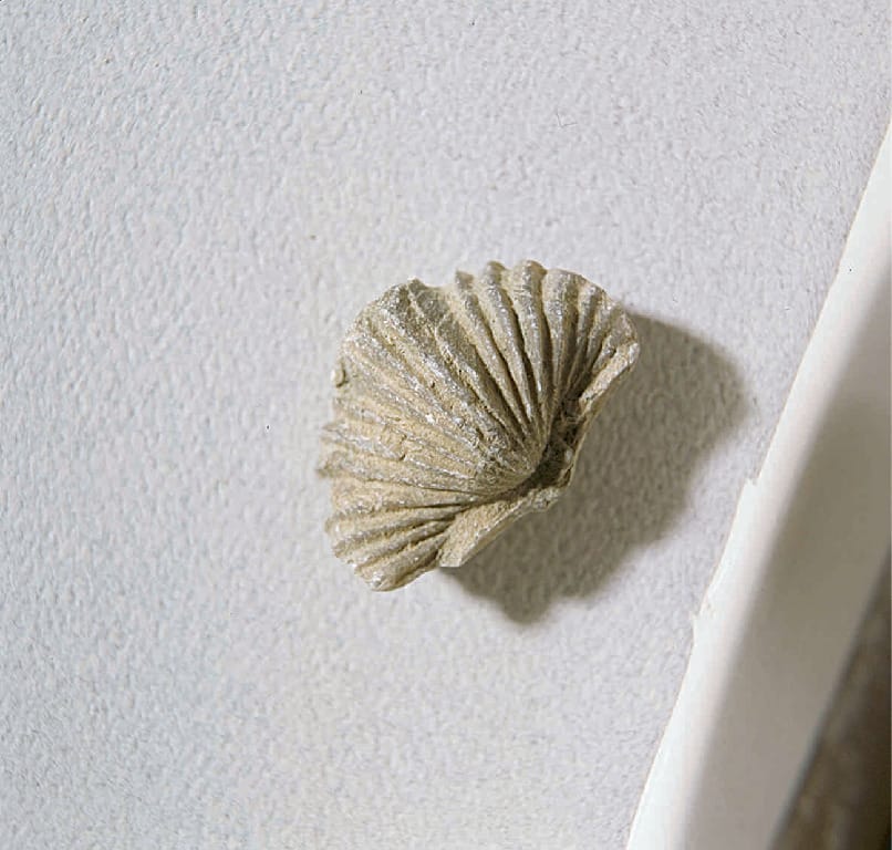 Platystrophia Sp.