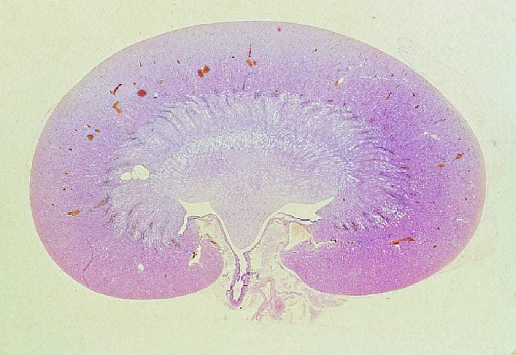 Kidney, Small Mammal Slide