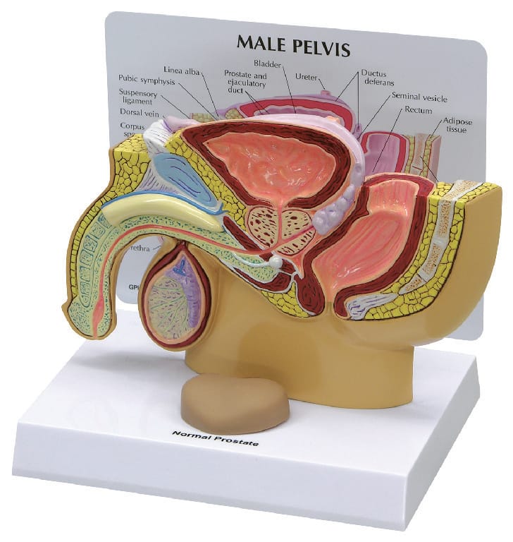 GPI Anatomicals® Male Pelvis with Prostate Model