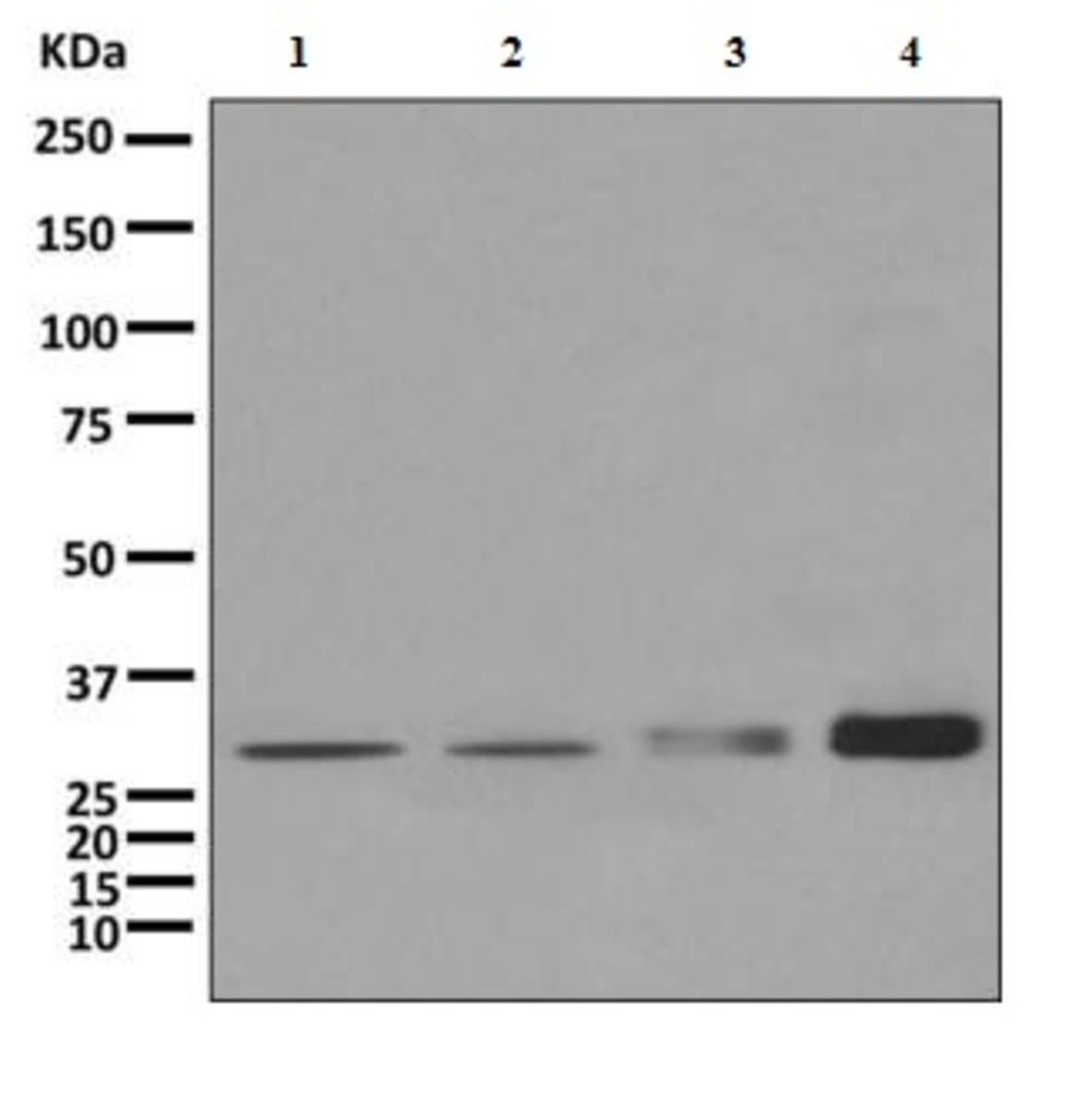 Anti-CBR1 Rabbit Monoclonal Antibody [clone: EPR9660] | VWR, part of ...