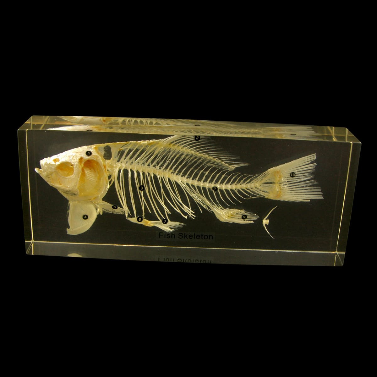 Fish Skeleton Plastomount