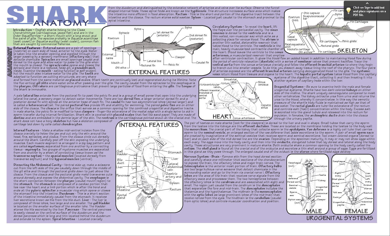 Placemat Dissection Guides
