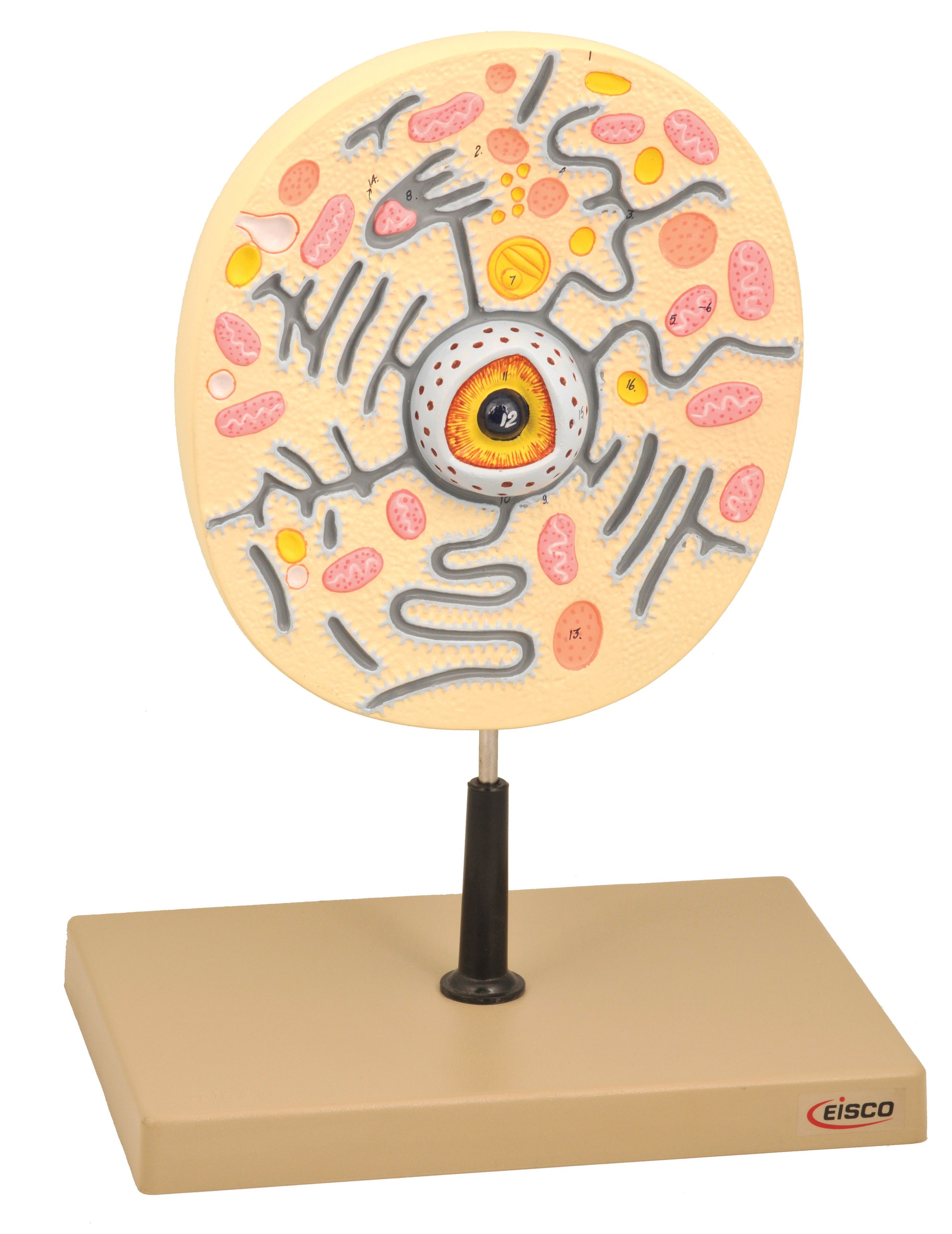 Eisco® Large Animal Cell