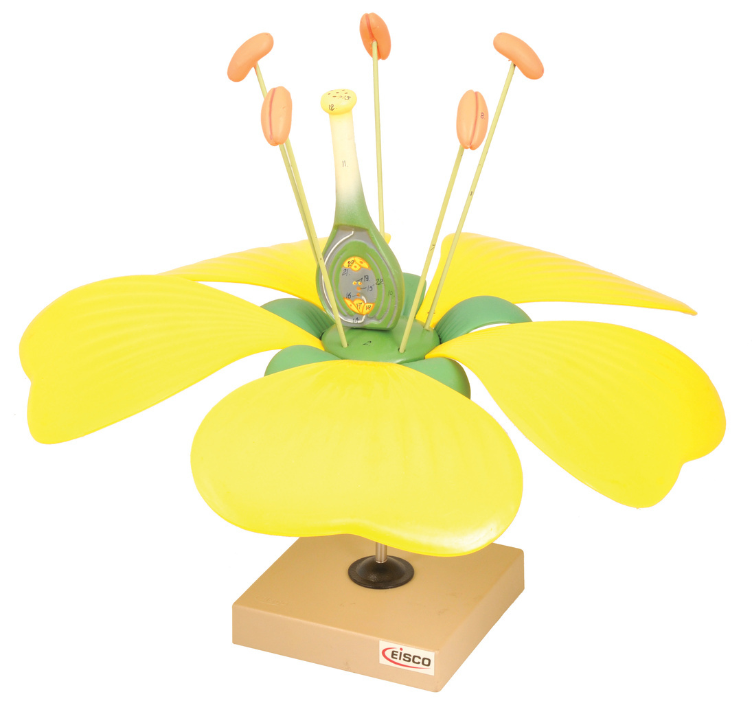 Eisco® Typical Flower