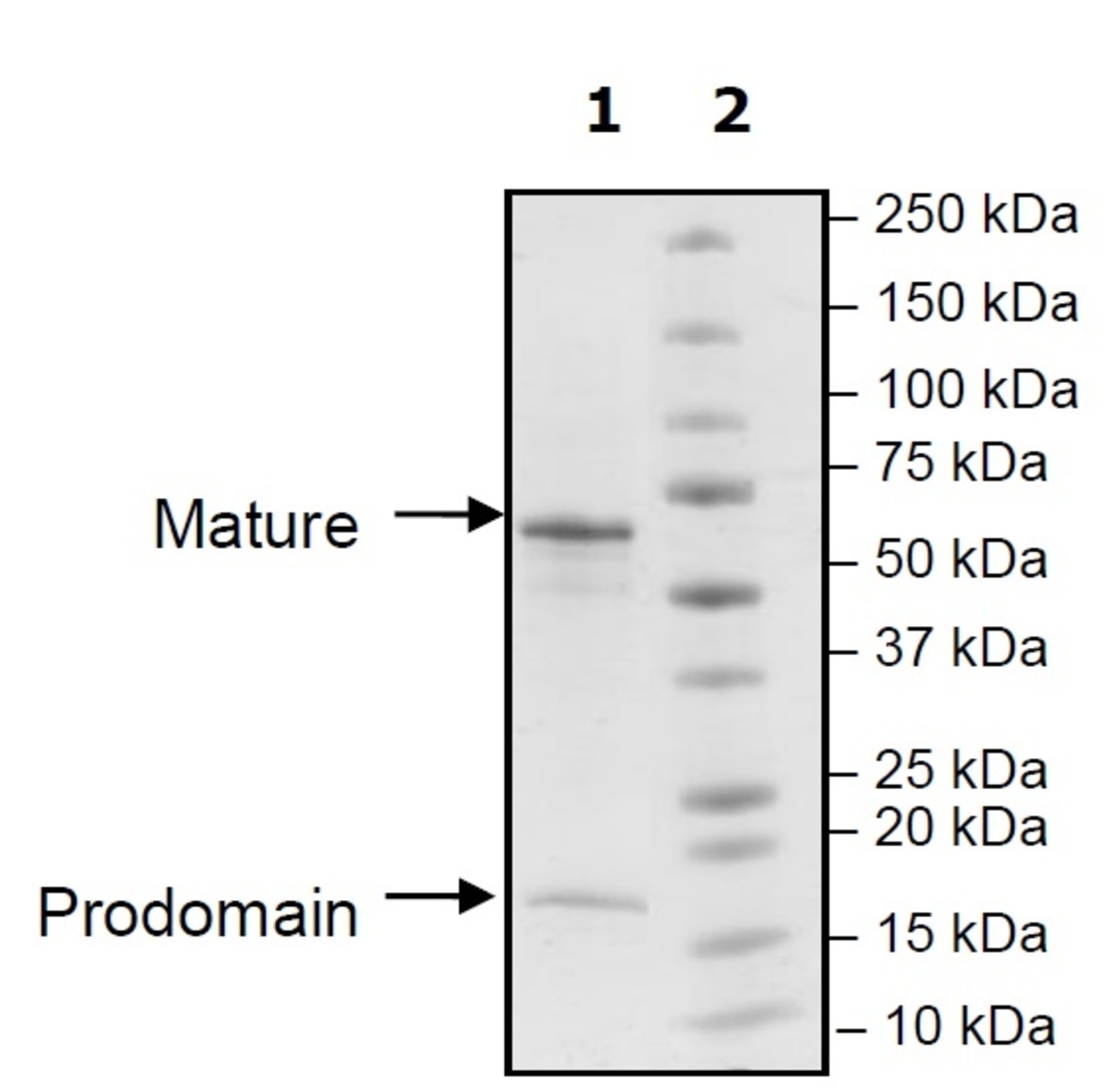 Rat Recombinant PCSK9 (from HEK293 cells) | VWR, part of Avantor