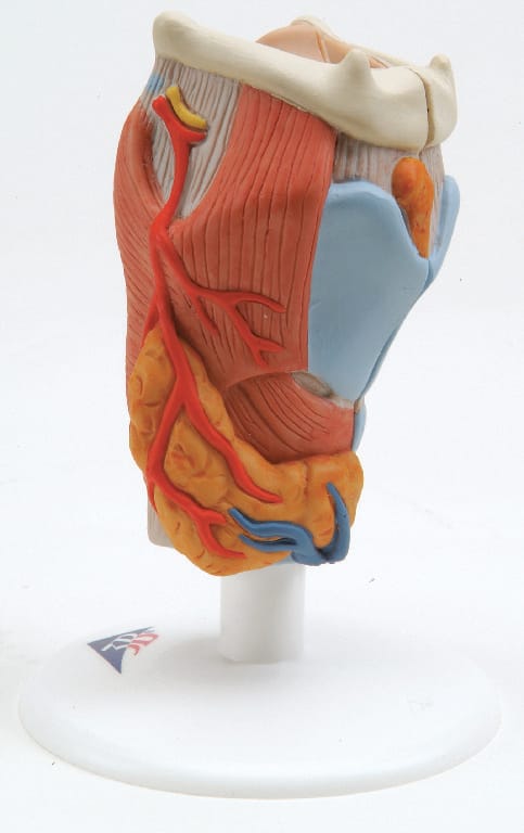 3B Scientific® Larynx Models