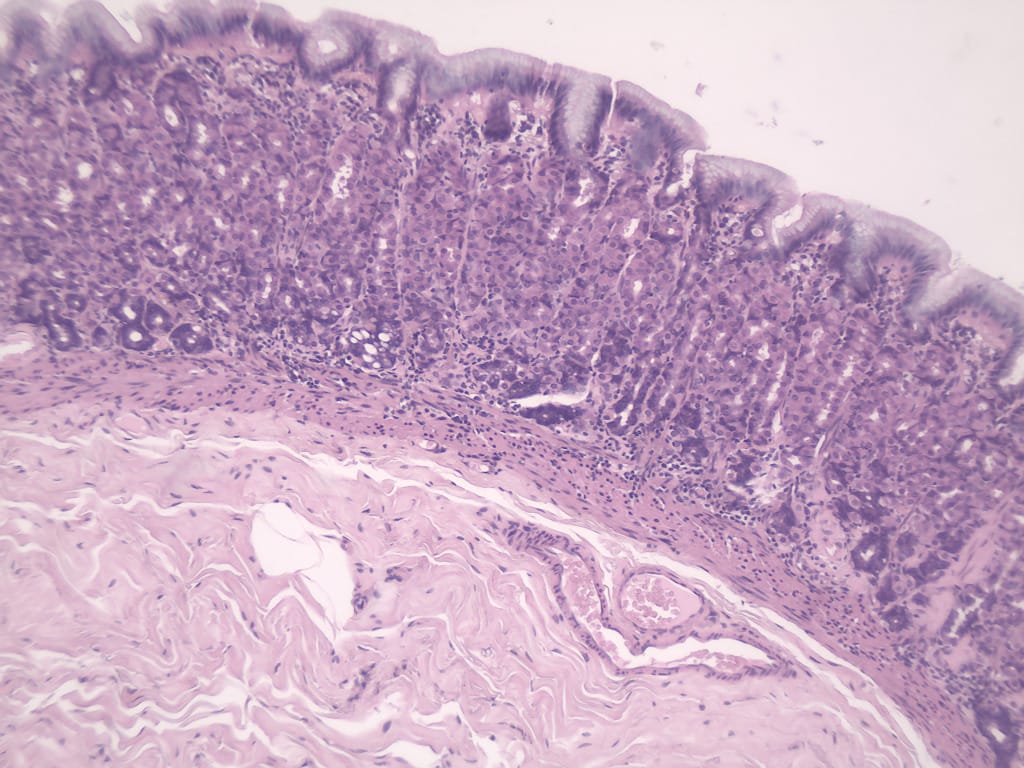 Stomach, Fundic Region, Human Slide