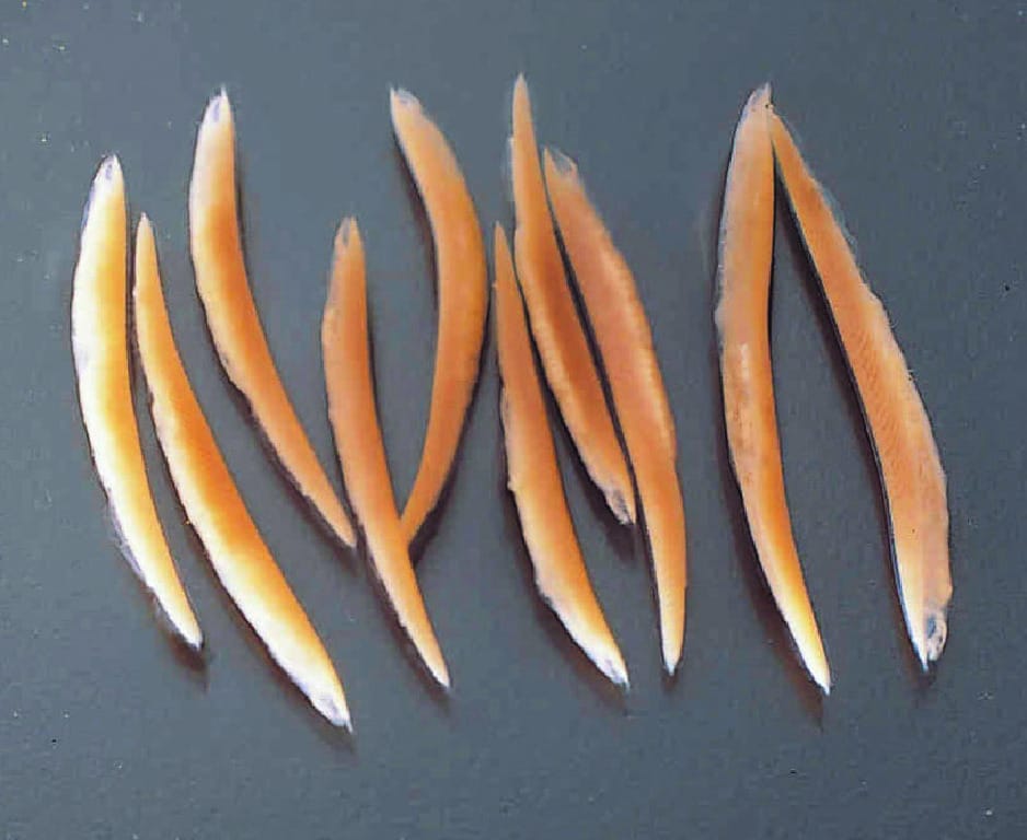 Preserved Lancelet