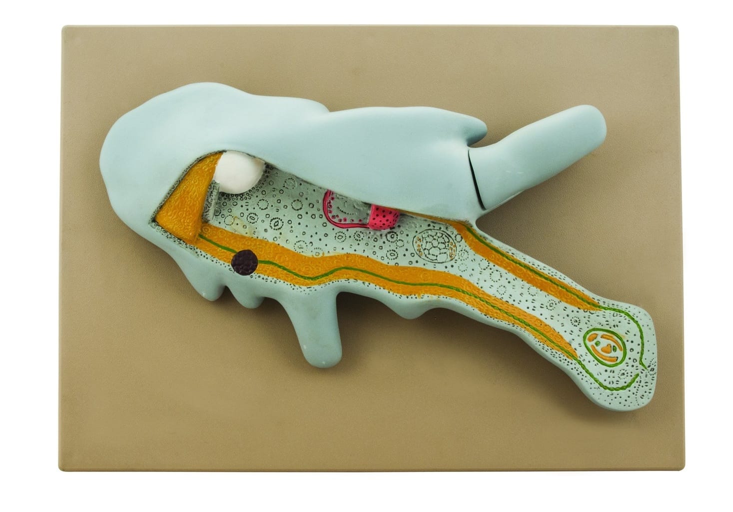 Eisco® Amoeba