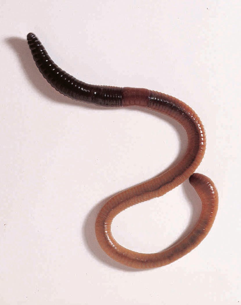 Ward's® Live Earthworms: Pack of 50