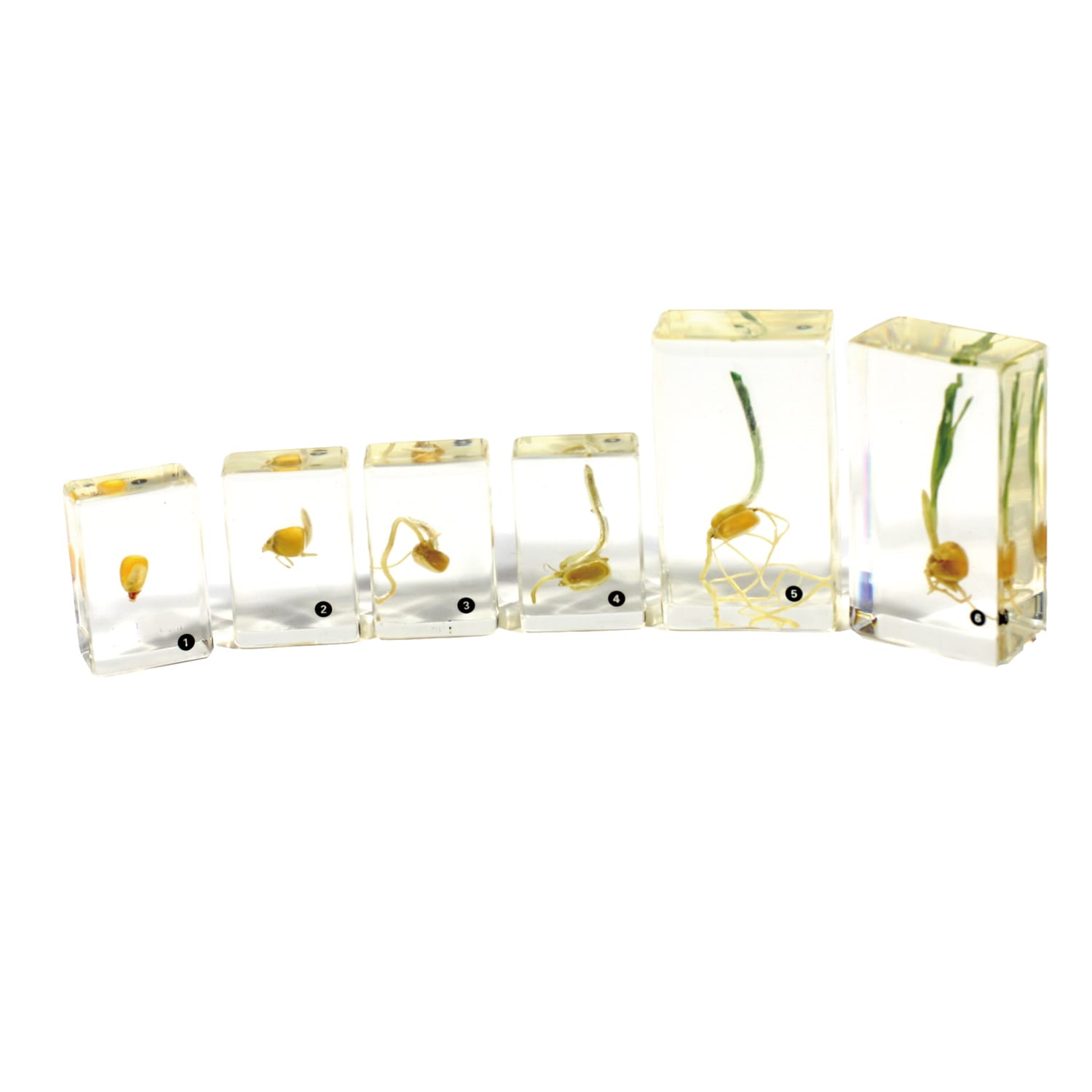 Corn Germination Plastomount Set of 6