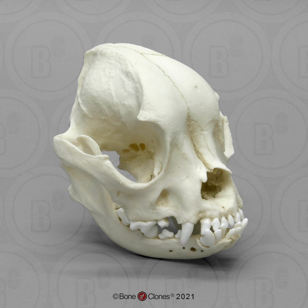 Bone Clones® French Bulldog Skull