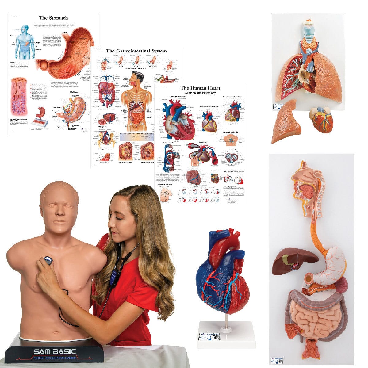 3B Scientific® Introduction to Auscultation Kit