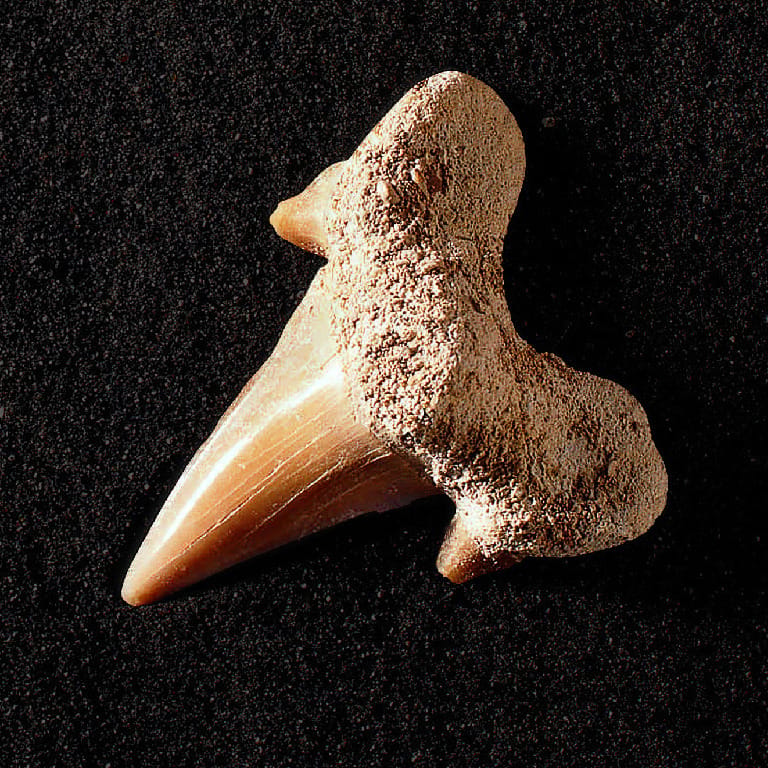 Otodus obliquus (Eocene)
