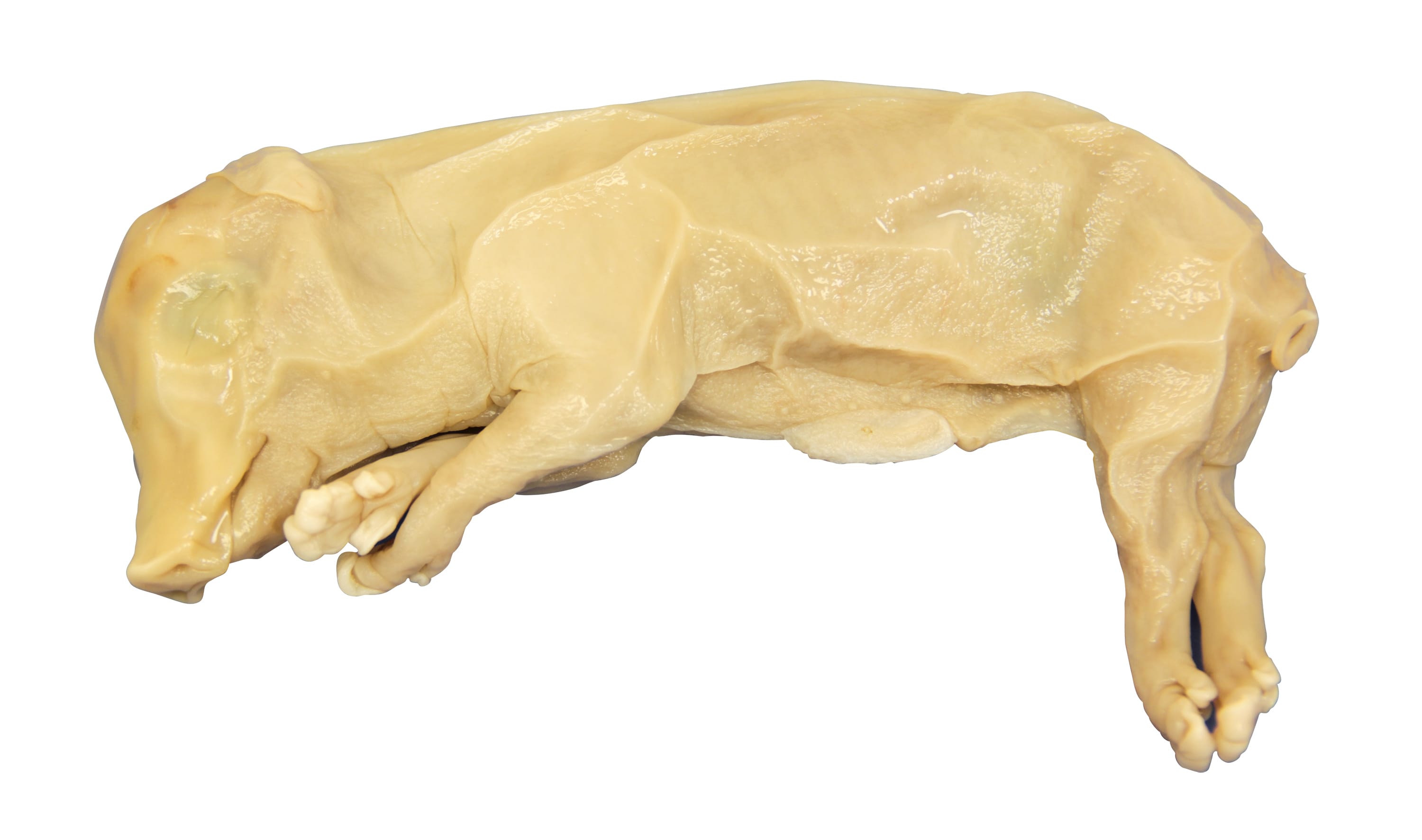 Preserved Fetal Pigs, Economy Under 7"