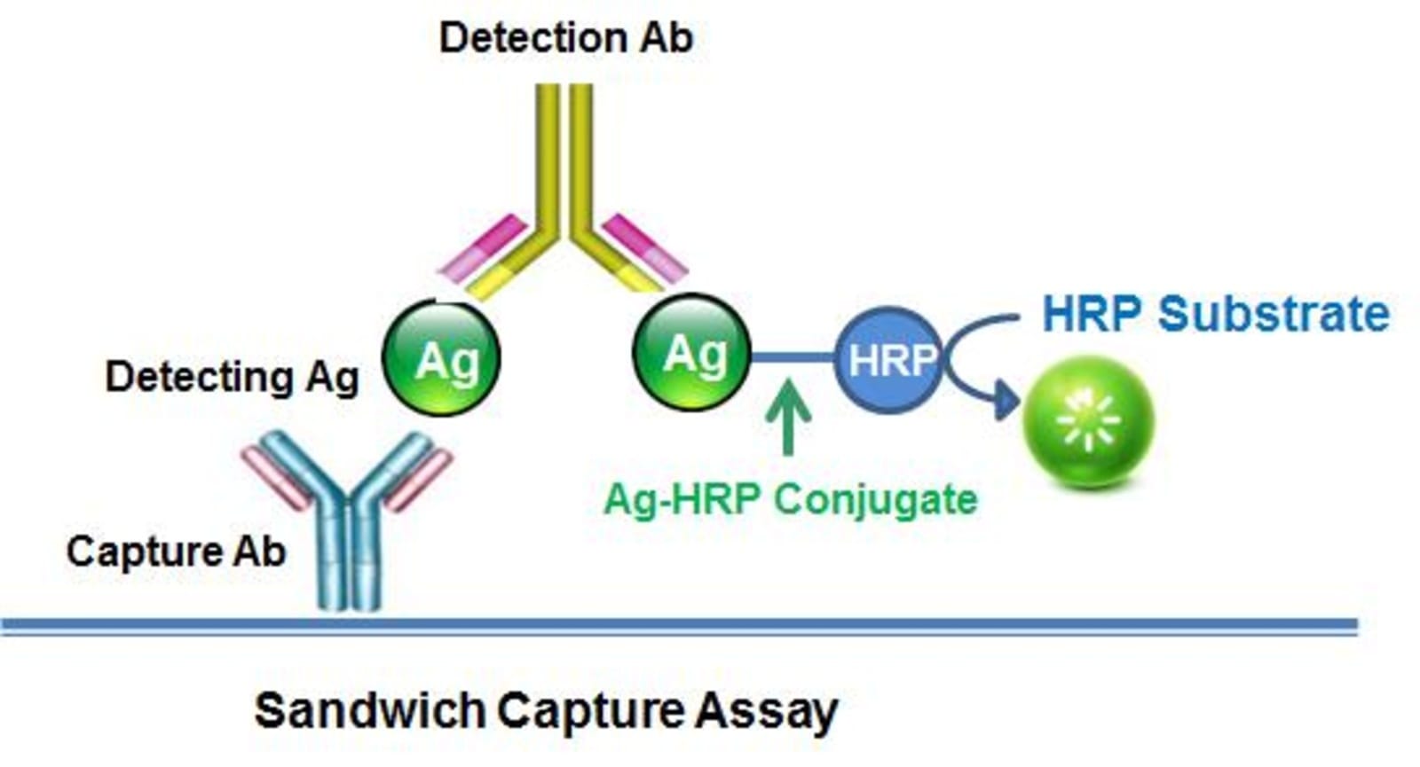 Native Horseradish Horseradish peroxidase (from Serum), Semicarbazide ...