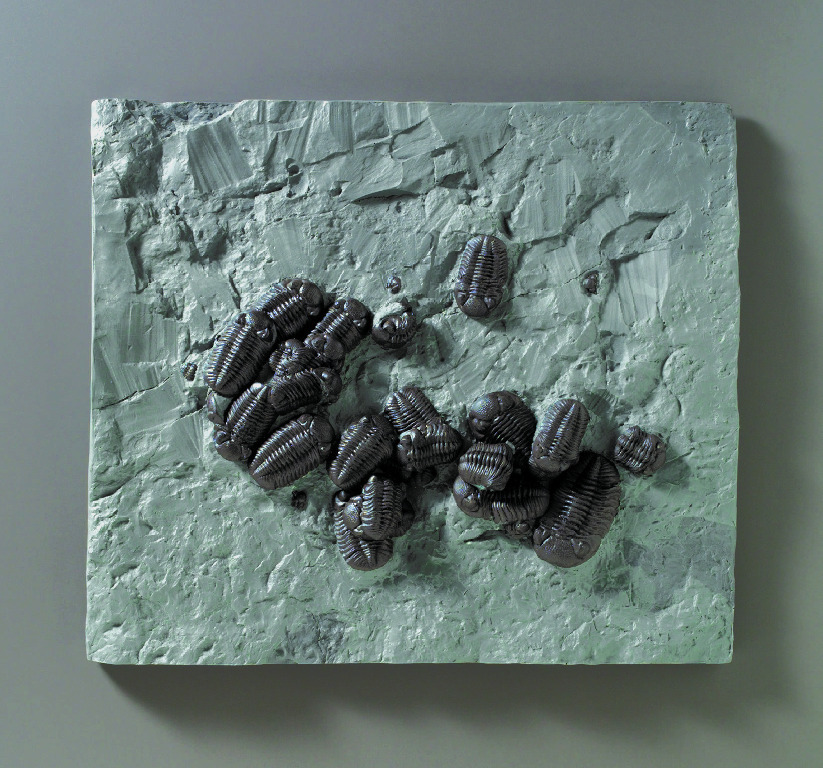 Phacops rana milleri (Devonian)