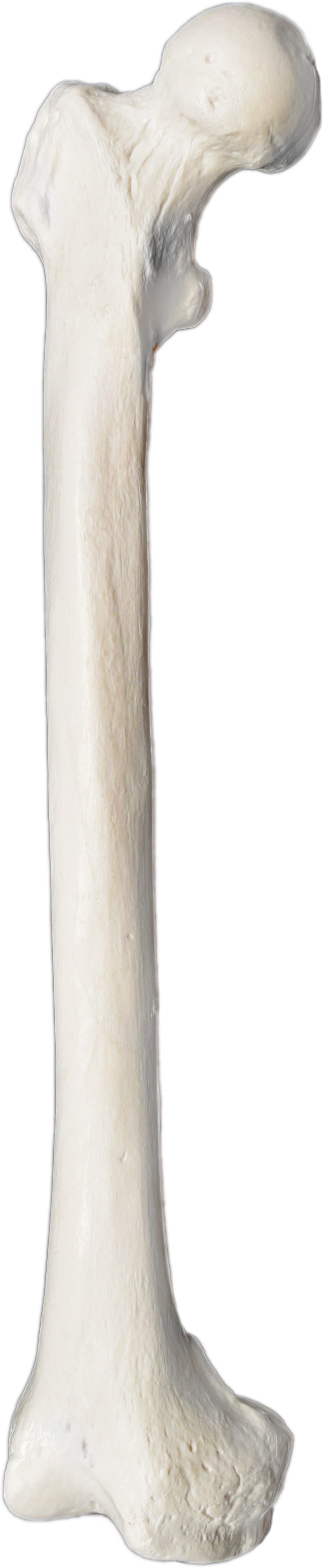 Eisco® Individual Bones