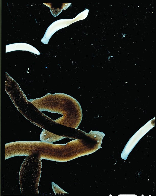 Ward's® Live Mixed Planaria (3 colors)