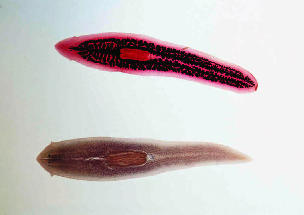 Planaria Slides