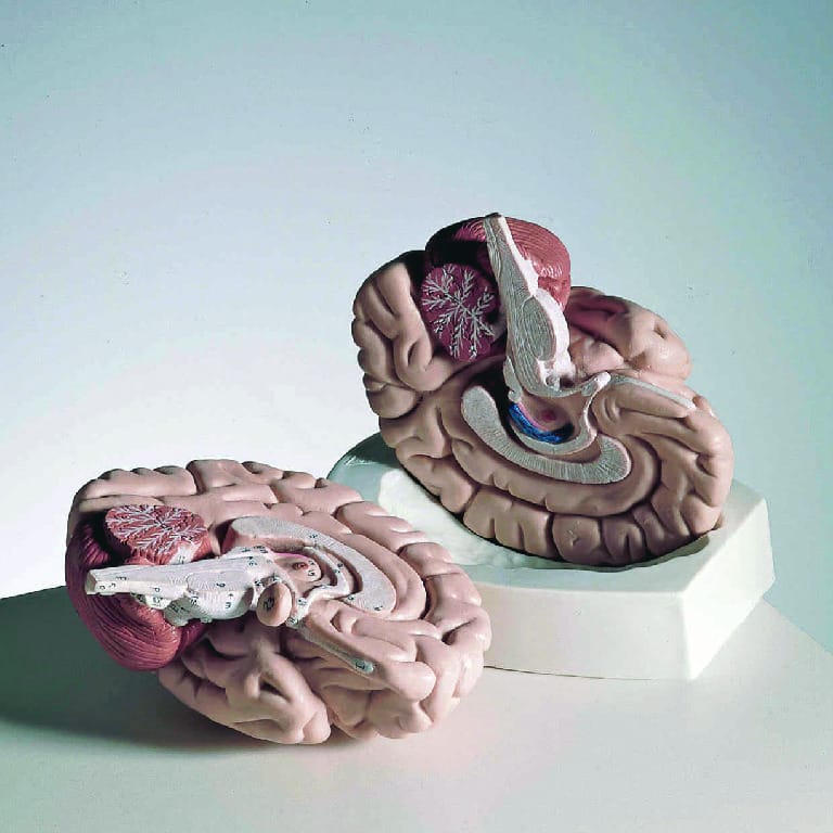 3B Scientific® Introductory Brain Model