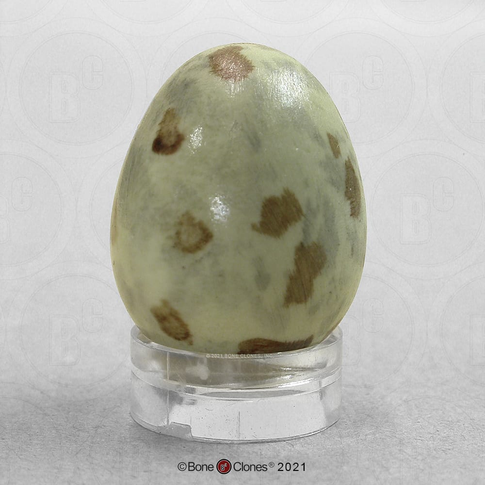 Bone Clones® North American Bird Eggs