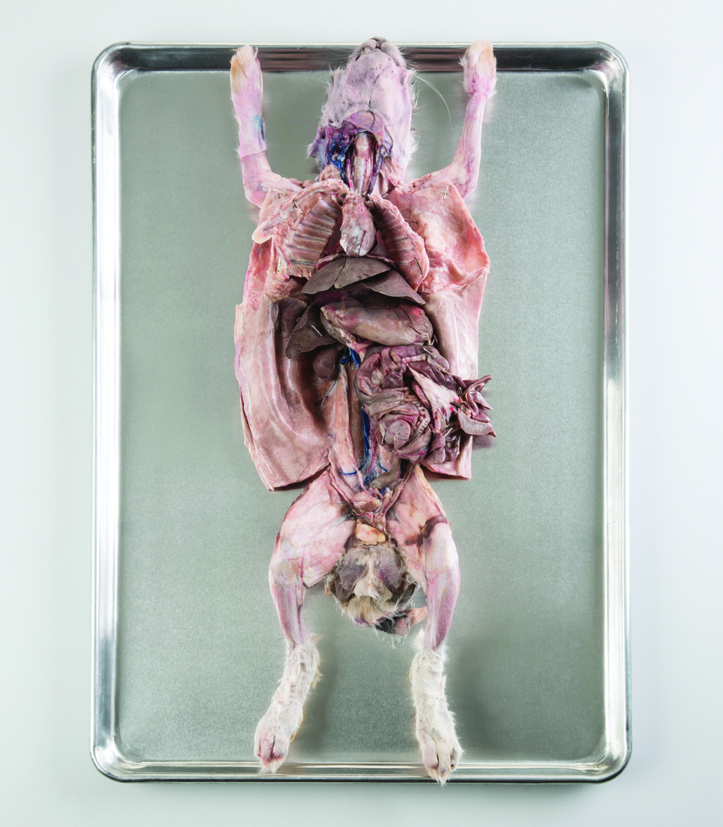 Ward's® Pure Preserved™ Rabbits