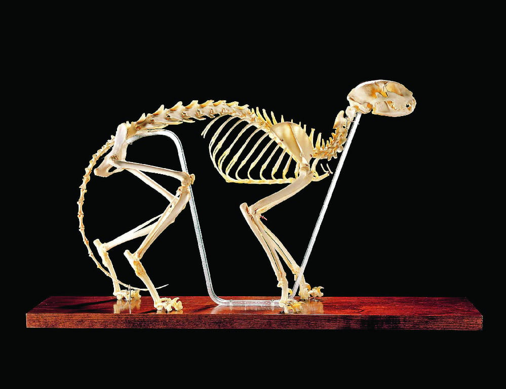 Ward's® Cat Skeleton