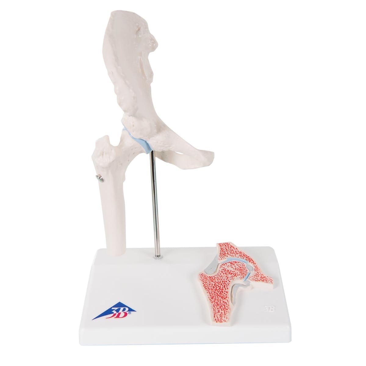 3B Scientific® Mini Joint With Cross Section Models