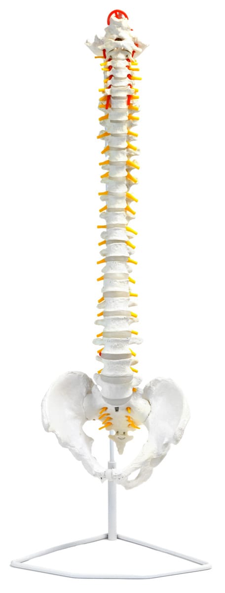 Eisco® Life Size Human Spine Model
