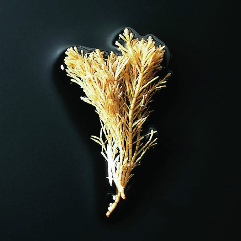 Coralline Alga