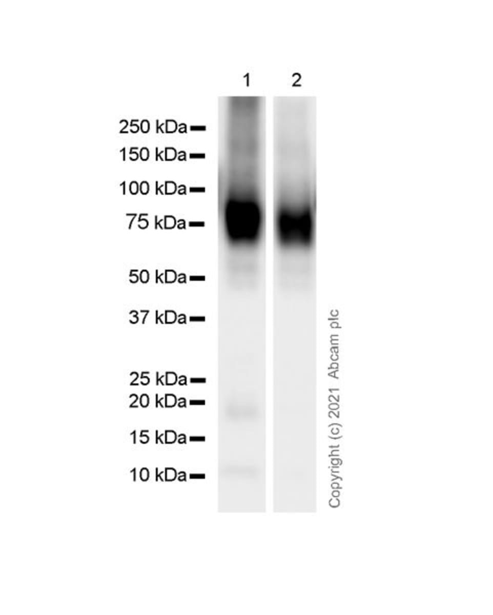 Anti-Dopamine Receptor D1 Rat Monoclonal Antibody [clone: 1-1-F11s.E6 ...