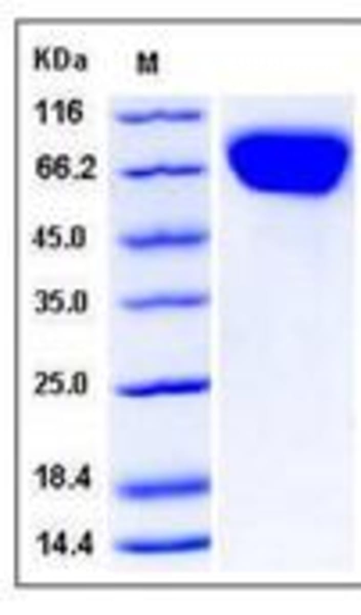 Human Recombinant FLRT3 (from HEK293 cells) | VWR, part of Avantor