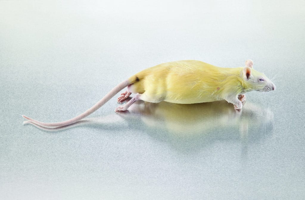 Ward's® Pure Preserved™ Rats, Single Injected