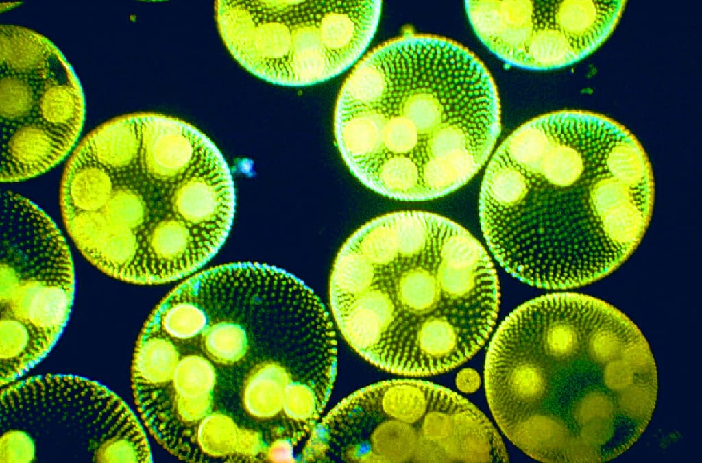 Ward's® Live Volvox aureus Culture